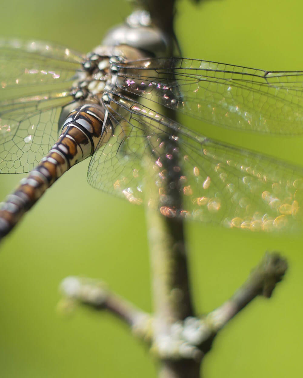 Close up of a dragonfly on a plant